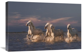 Rostovskiy Anton - Angels Of Camargue