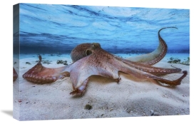 Barathieu Gabriel - Octopus