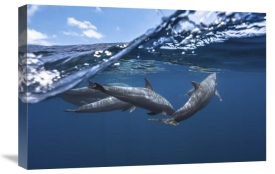 Barathieu Gabriel - Dolphins