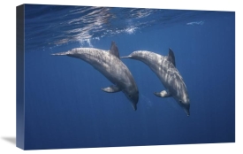 Barathieu Gabriel - Two Bottlenose Dolphins
