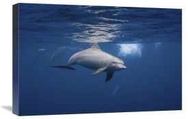 Barathieu Gabriel - Curious Dolphin