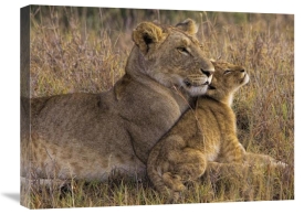 Henry Jager - Baby Lion With Mother