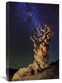 Tanja Ghirardini - Bristlecone Pine