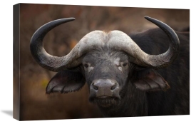 Mario Moreno - A Buffalo Portrait