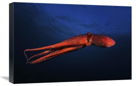 Barathieu Gabriel - Red Octopus