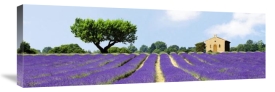 Pangea Images - Lavender Fields, France