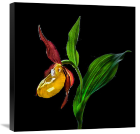 Nora De Angelli - Macro Close-Up Photograph Of The Lady's Slipper Orchid