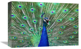 Vic Schendel - Peacock