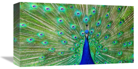 Vic Schendel - Majestic Peacock I