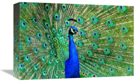 Vic Schendel - Majestic Peacock II