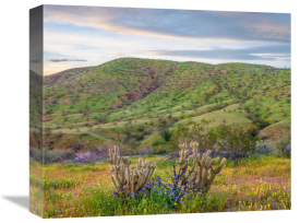 Tim Fitzharris - Desert Bluebell flowers and Teddy Bear Cholla cacti in spring, Anza-Borrego Desert State Park, California