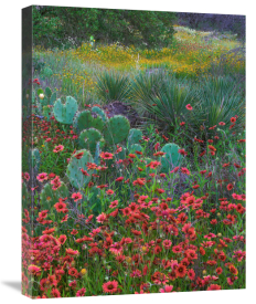 Tim Fitzharris - Indian Blanket flowers and Opuntia cacti, Inks Lake State Park, Texas