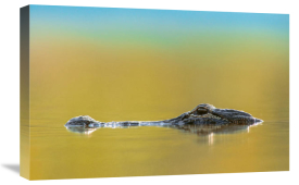 Tim Fitzharris - American Alligator