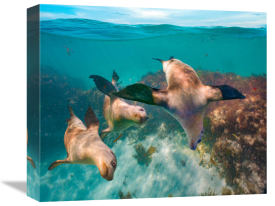 Tim Fitzharris - Australian Sea Lion trio, Coral Coast, Australia