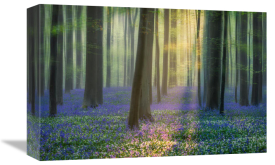 Adrian Popan - Daydreaming of Bluebells