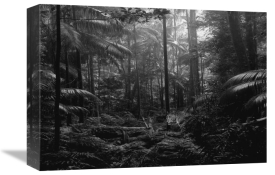 Pangea Images - In the Jungle