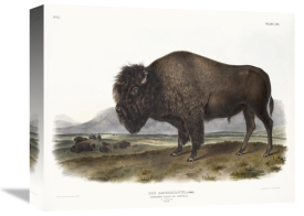 John James Audubon - Bos Americanus, American Bison, or Buffalo