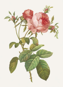Pierre Redoute - Rosa Centrifolia Foliacea