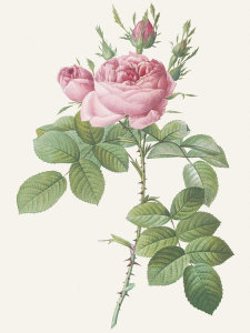 Pierre Redoute - Rosa Bifera Officinalis