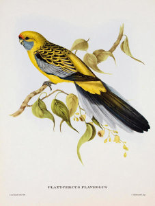 Aaron Ashley - Platycercus Derbianus