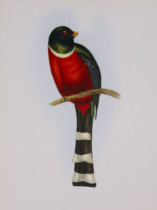 Aaron Ashley - Trogon Mexicanus