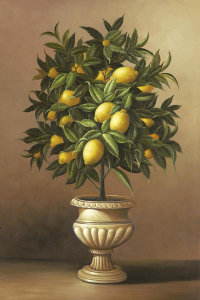 Welby - Potted Lemon Tree