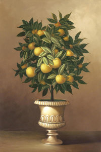 Welby - Potted Orange Tree