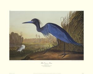 John James Audubon - Blue Crane Or Heron (decorative border)