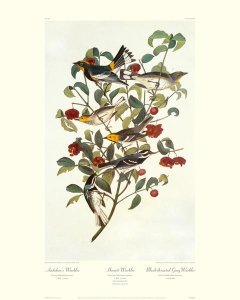 John James Audubon - Audubon's Warbler (decorative border)
