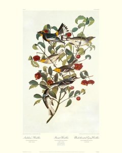 John James Audubon - Audubon's Warbler (decorative border)