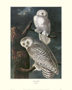 John James Audubon - Snowy Owl (decorative border)