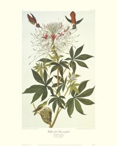 John James Audubon - Ruff-Necked Hummingbird (decorative border)