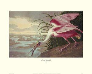 John James Audubon - Roseate Spoonbill (decorative border)