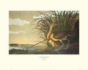 John James Audubon - Long-Billed Curlew (decorative border)