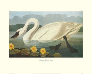 John James Audubon - Common American Swan (decorative border)