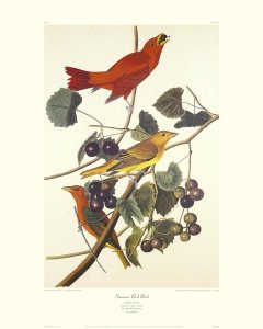 John James Audubon - Summer Red Bird (decorative border)