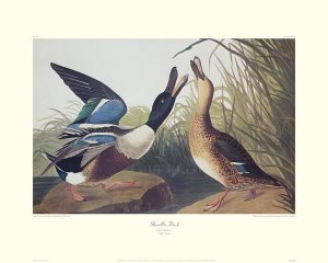 John James Audubon - Shoveller Duck (decorative border)