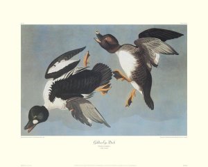 John James Audubon - Golden-Eye Duck (decorative border)