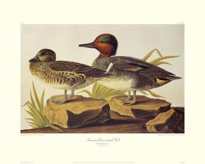 John James Audubon - American Green-Winged Teal (decorative border)