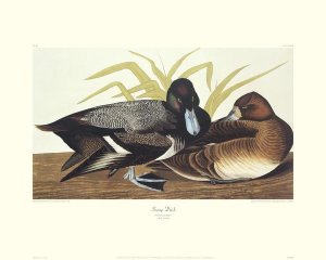 John James Audubon - Scaup Duck (decorative border)
