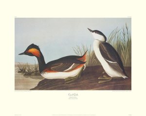 John James Audubon - Eared Grebe (decorative border)