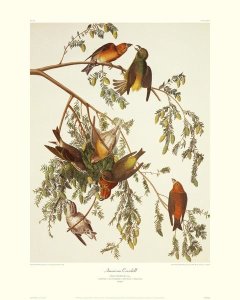John James Audubon - American Crossbill (decorative border)