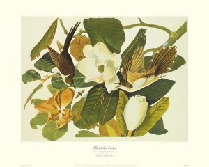 John James Audubon - Black-Billed Cuckoo (decorative border)