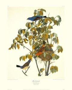 John James Audubon - Blue Grosbeak (decorative border)
