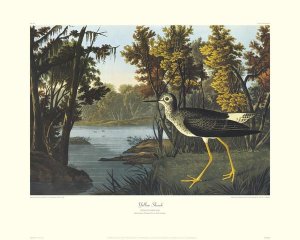 John James Audubon - Yellow Shank (decorative border)