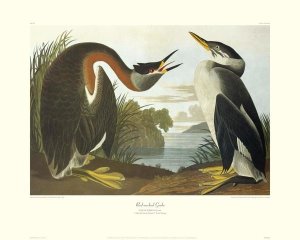 John James Audubon - Red-Necked Grebe (decorative border)