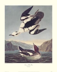 John James Audubon - Smew Or White Nun (decorative border)