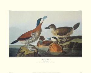 John James Audubon - Ruddy Duck (decorative border)