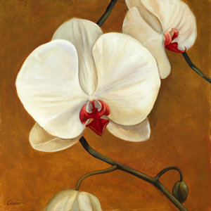 Clunia - Orquideas Blancas II