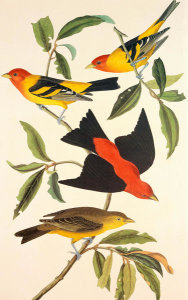 John James Audubon - Louisiana Tanager, Scarlet Tanager